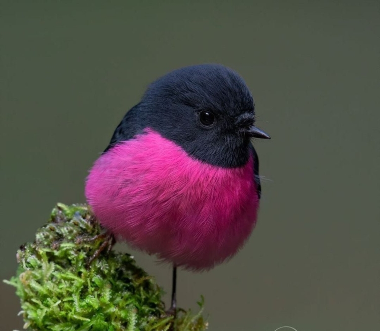 Урагус (длиннохвостая чечевица, длиннохвостый Снегирь) (Uragus sibiricus)