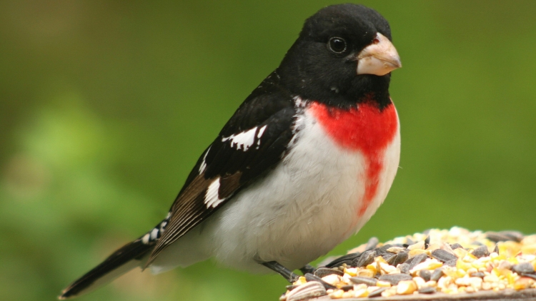 Carpodacus rubicilla