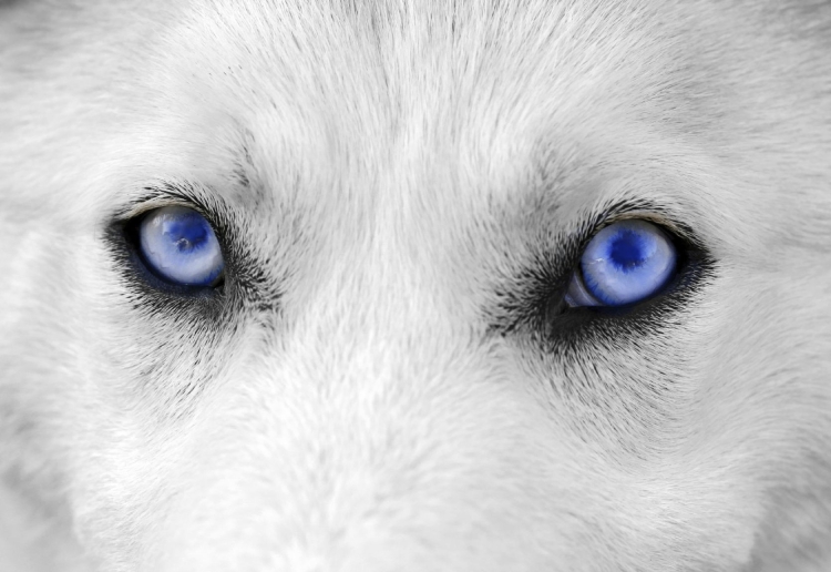 Глаз волка