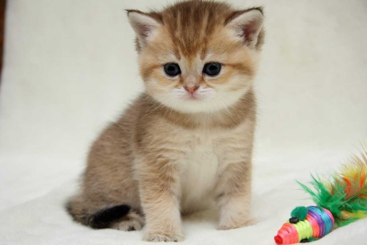 Британский кот Золотая шиншилла