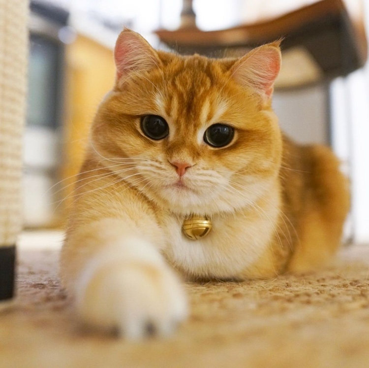 Котята шиншиллы золотой окрас