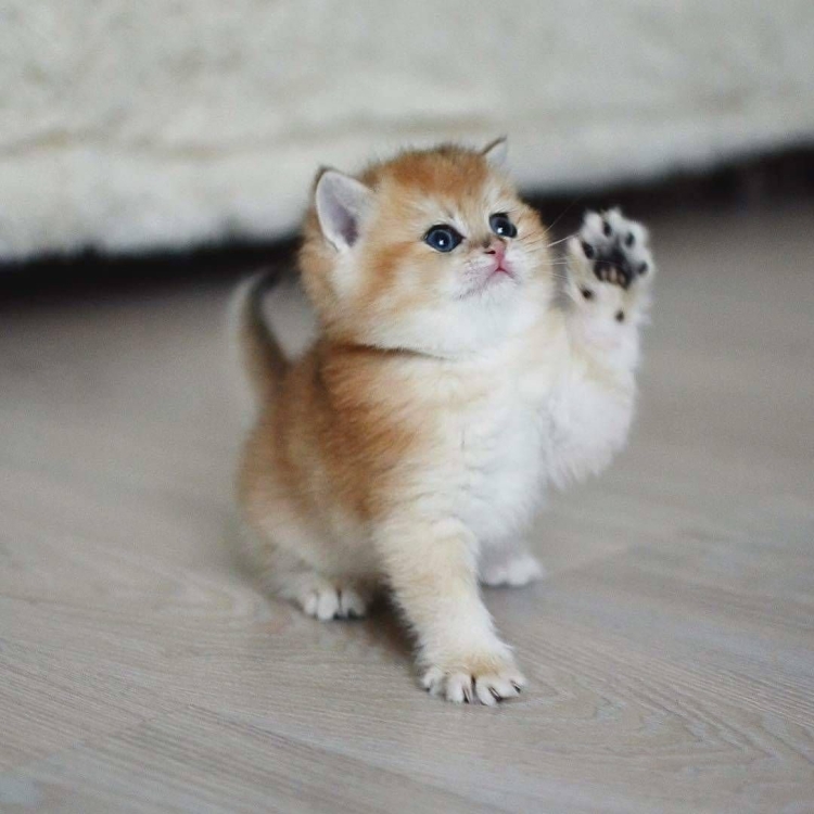 Кот с большими щеками