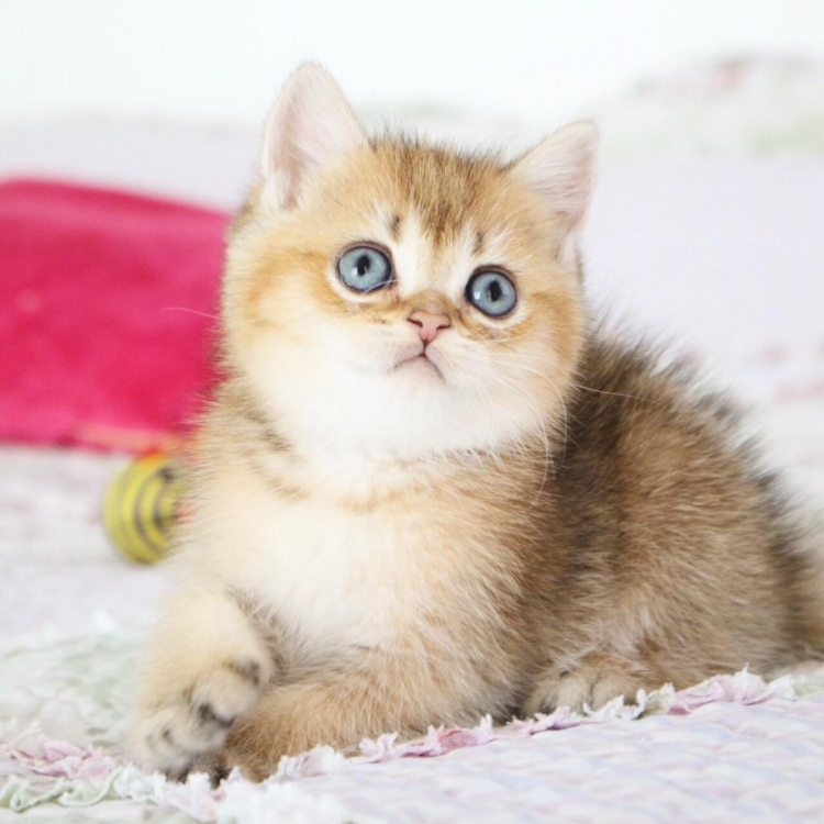 Британец Золотая шиншилла котенок