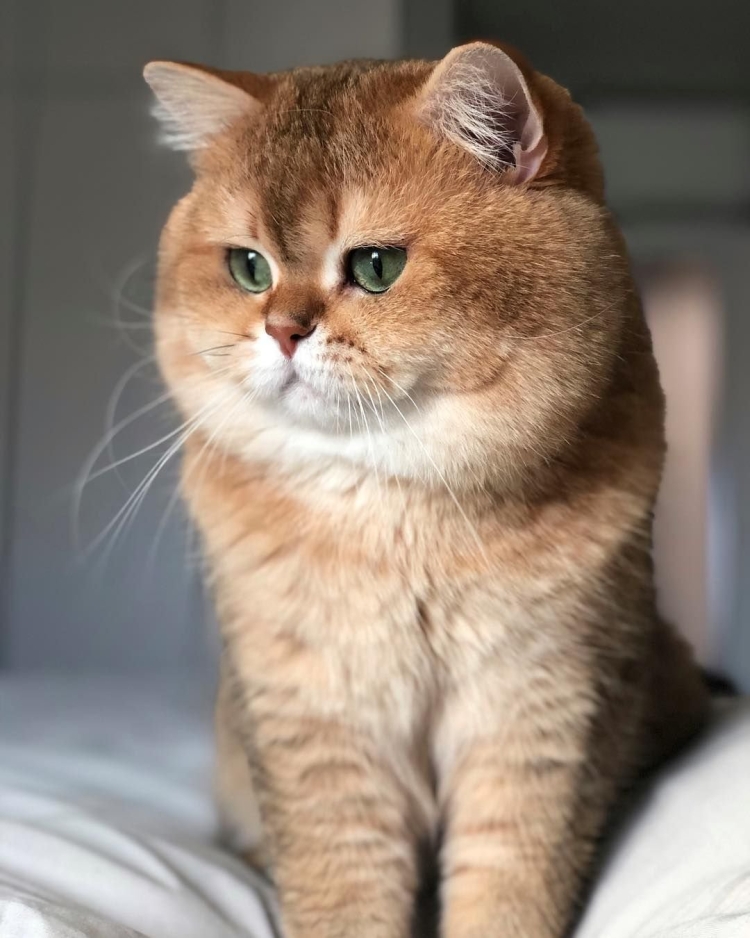 Породистые котята