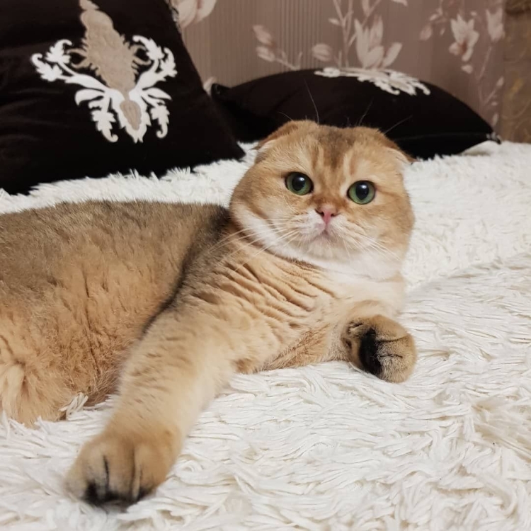 Британские золотые шинши