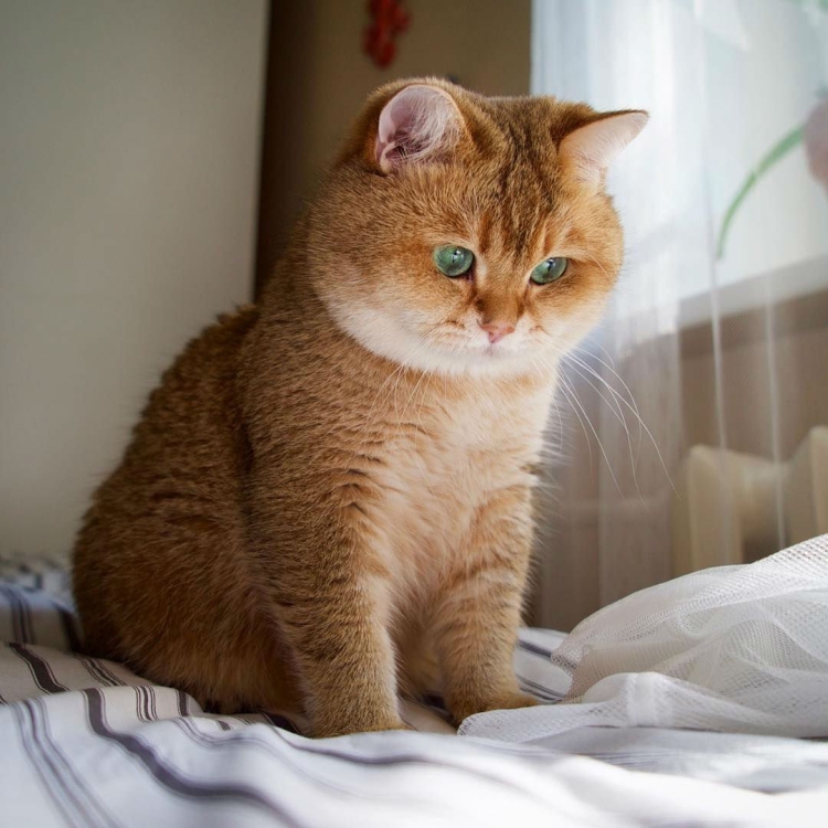 Милые шиншиллы кошки Золотая шиншилла