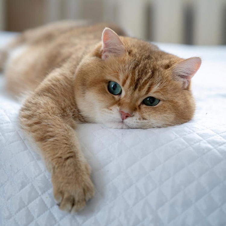 Скоттиш страйт Золотая шиншилла