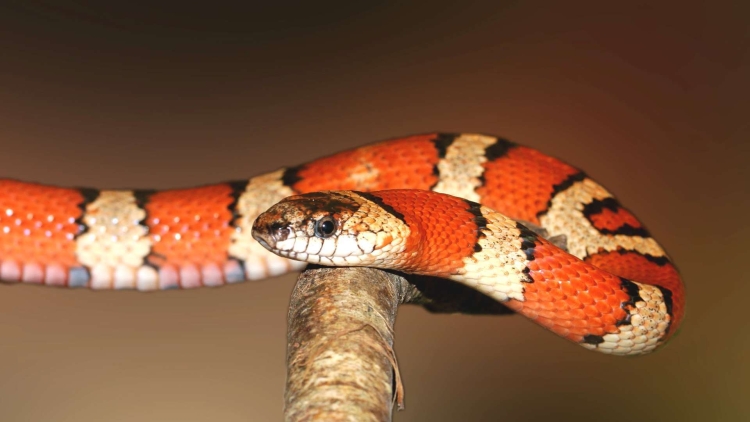 Оранжевая змея