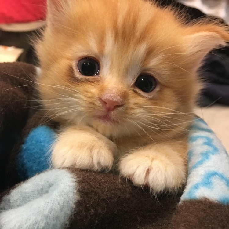 Няшные котята