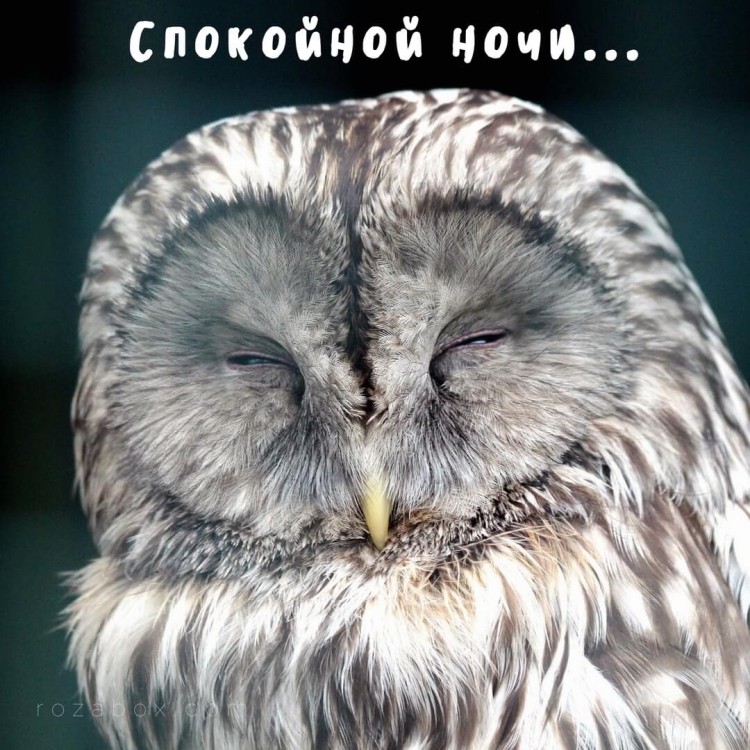 Спокойной ночи Совенок