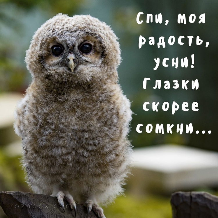 Спокойной ночи Сова