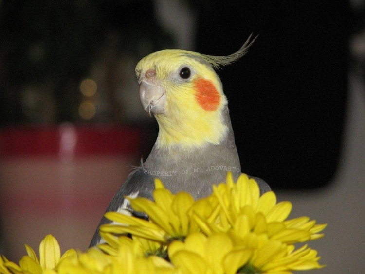 Попугай корелла желтый