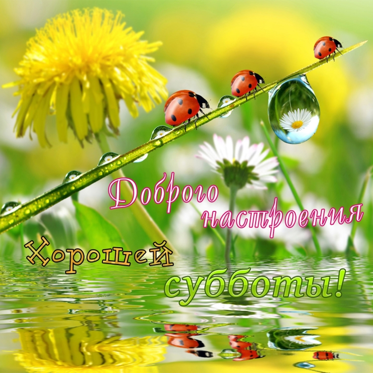 Хорошего четверга цветы