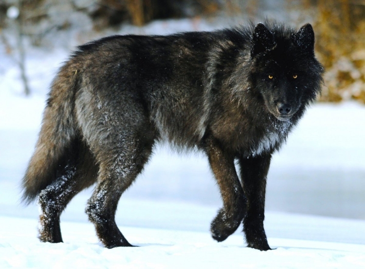 Черный канадский волк