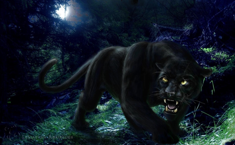 Черная пантера котенок