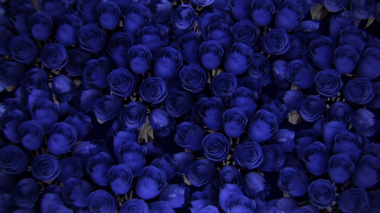 Темно синий фон с розами