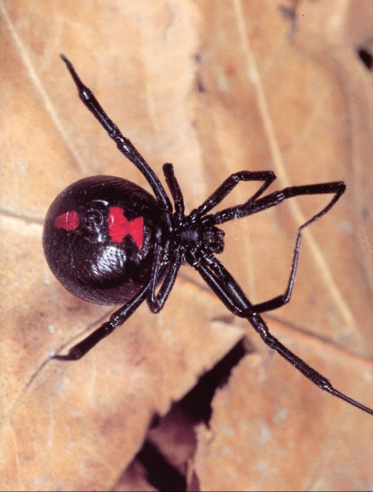 Черный паук с красным крестом