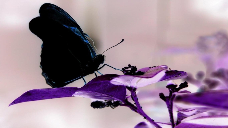 Черные бабочки обои