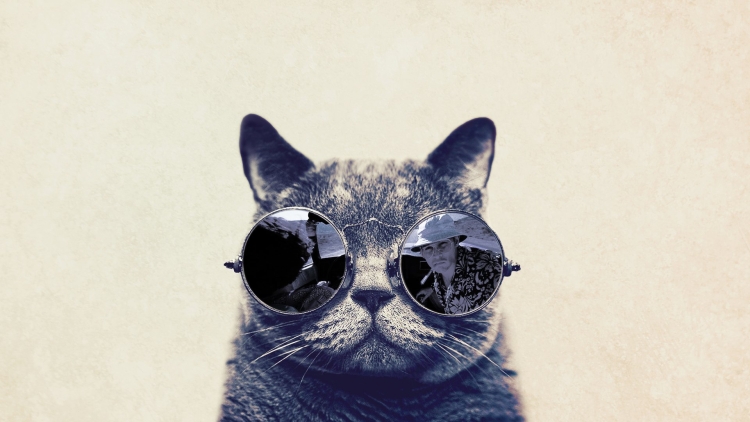Кот в очках HD