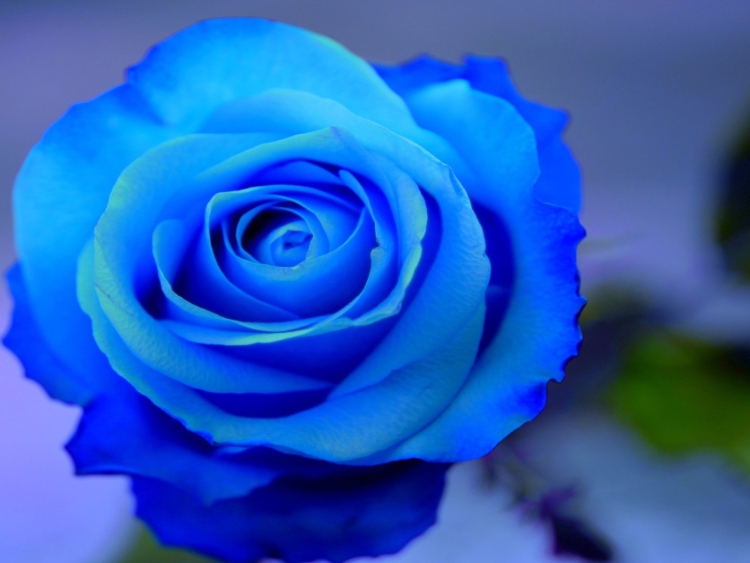Голубые розы обои