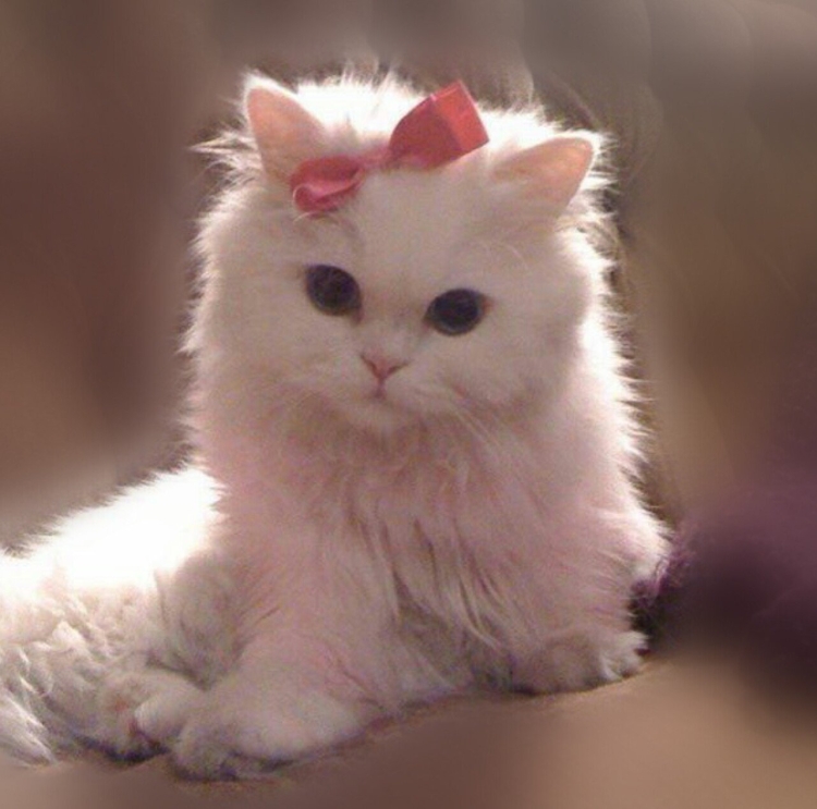 Милая кошка