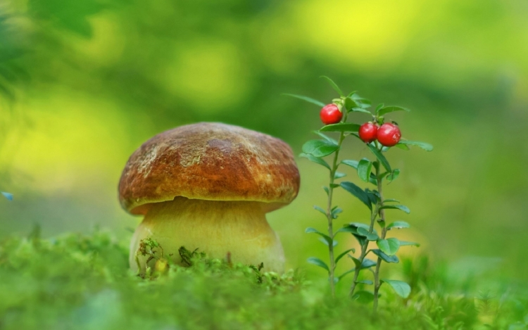 Пейзаж поле