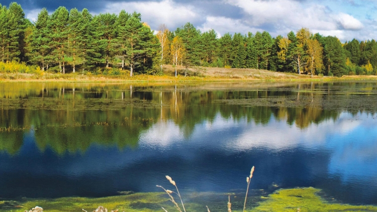 Подсолнуховые поля Краснодарский край