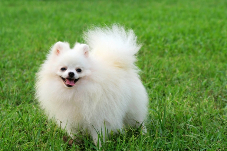 Померанский шпиц Teacup Dog