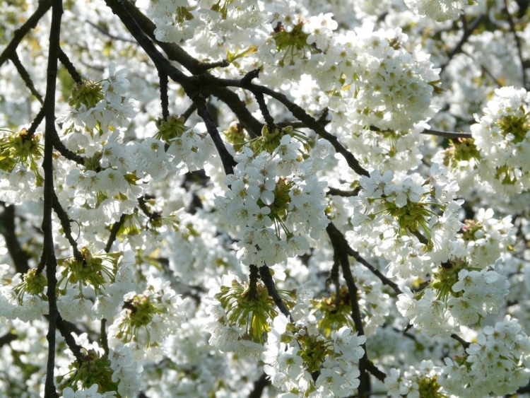 Дерево цветущее белыми цветами в мае