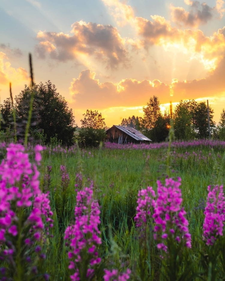 Воронеж поля природа