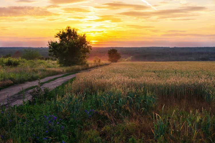 Природа деревня