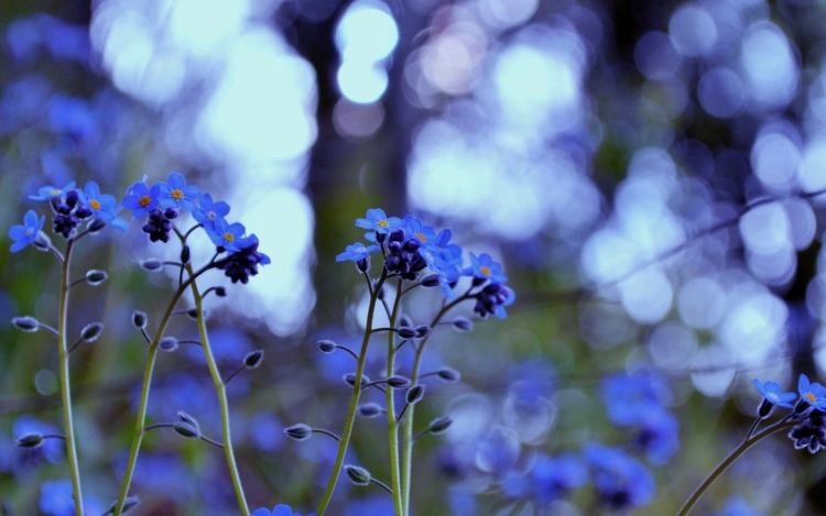 Голубые полевые цветы