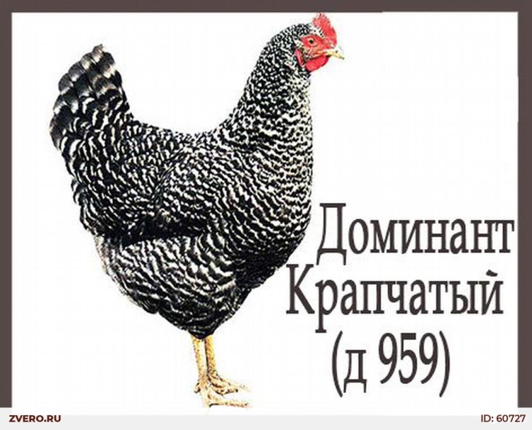 Полосатый плимутрок