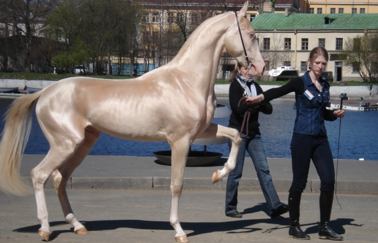 Ахалтекинец Янардаг