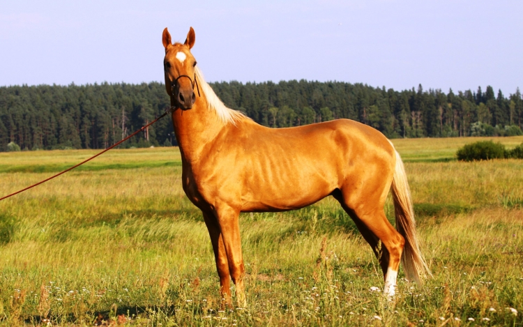 Пегий ахалтекинец