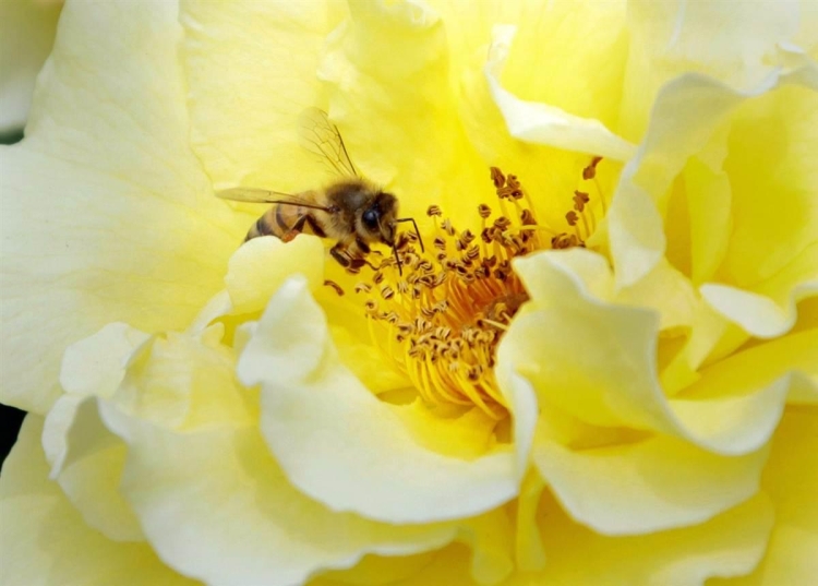 Пчелки на цветах