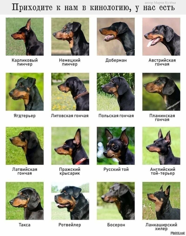 Такса длинношерстная мраморная