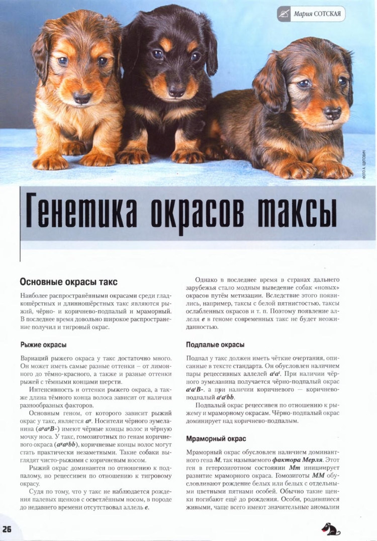 Леопардовая такса