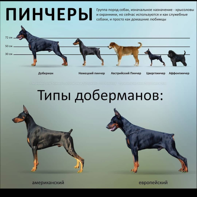 Карликовая такса пятнистая