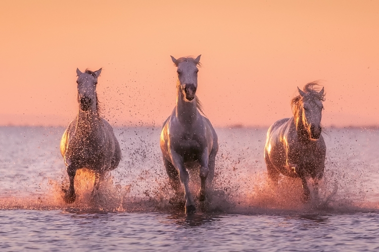 Лошади в океане