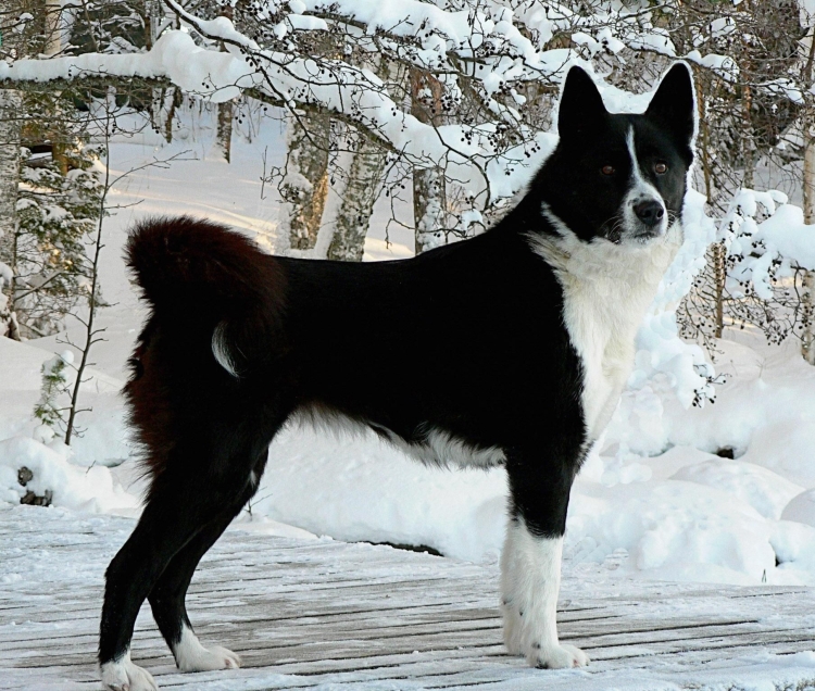 Бордер колли и овчарка