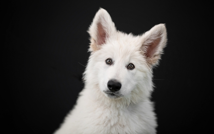 Border Collie (бордер-колли)