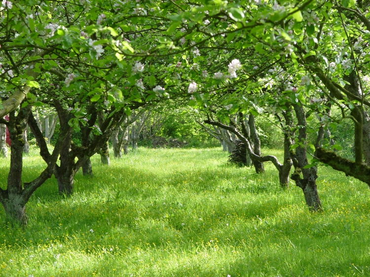 Яблоневые сады в кабардино балкарии