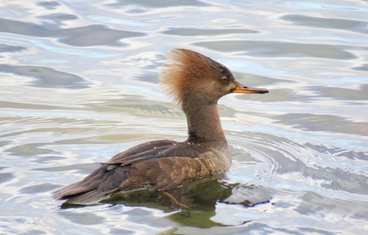 . Большая поганка (чомга) Podiceps cristatus