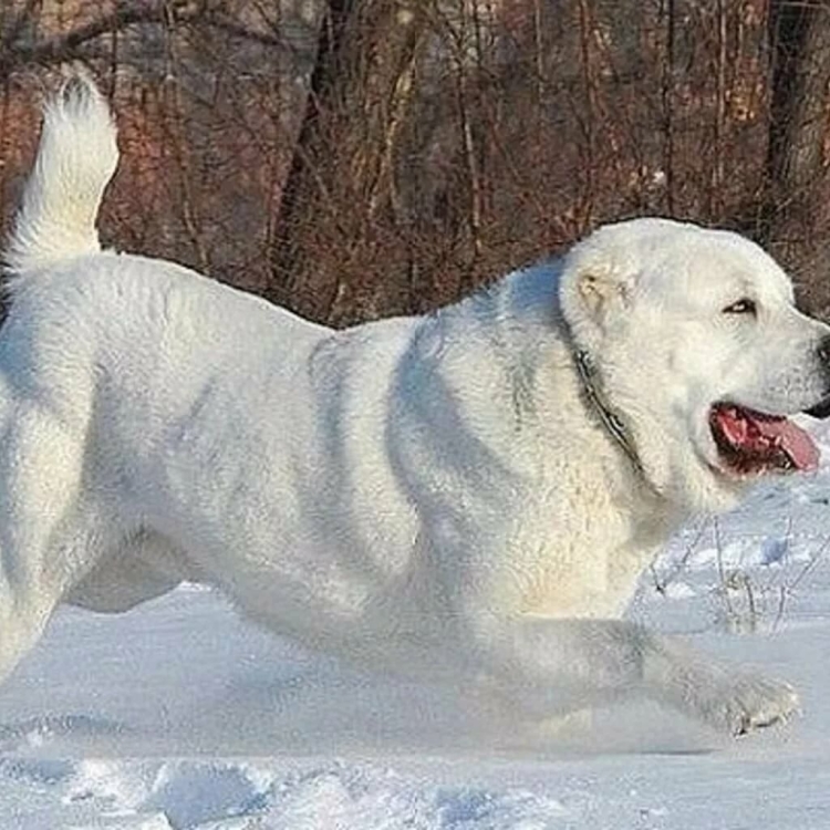 Азиатская овчарка фото