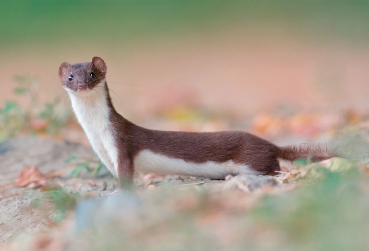 Европейская норка Mustela lutreola (Linnaeus, 1761)