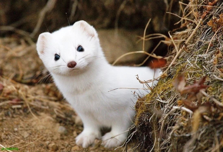 Горностай (Mustela erminea)