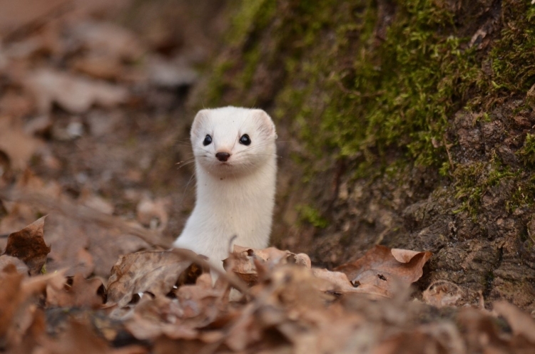 Горностай (Mustela erminea)