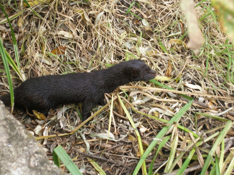 Горностай (Mustela erminea)