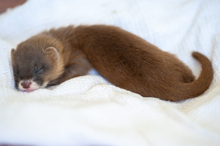 Горностай (Mustela erminea)